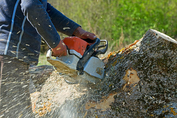 Tree Root Removal in Allendale, CA